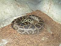 Python molure, Python mlolurus bivittatus (ord Squamates)(ss-ord Ophidiens)(fam Pythonides) (Photo F. Mrugala) (4)